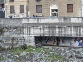 peste porcina jabalí en la ciudad de génova río bisagno vida silvestre urbana foto