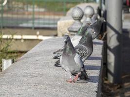 urban pigeons birds in the city photo