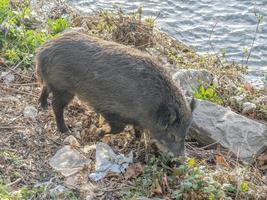 swine fever wild boar in Genoa town Bisagno river urban wildlife looking for food in garbage photo