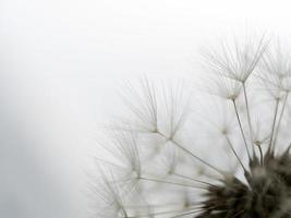 dandelion shower head seeds macro photo