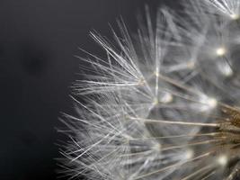 dandelion shower head seeds macro photo