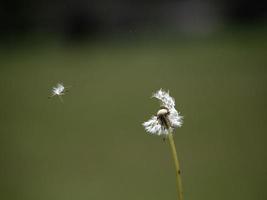 cabeza de ducha de diente de león semillas macro foto