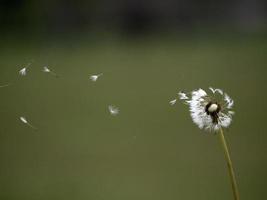 dandelion shower head seeds macro photo