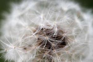 dandelion shower head seeds macro photo