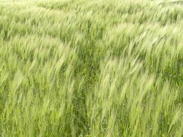 Green Wheat spikes field moved by wind photo