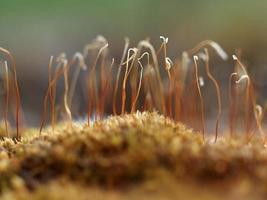 Green moss macro photo