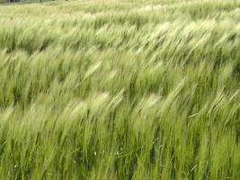campo de espigas de trigo verde movido por el viento foto