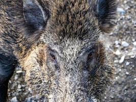 swine fever wild boar in Genoa town Bisagno river urban wildlife photo