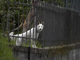 blanco Guardia perro esperando para usted desde hierro cerca foto