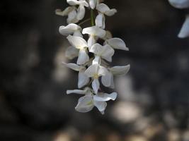 white wisteria hanging from pergola photo