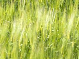 campo de espigas de trigo verde movido por el viento foto