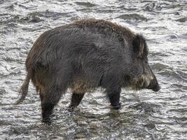 swine fever wild boar in Genoa town Bisagno river urban wildlife photo