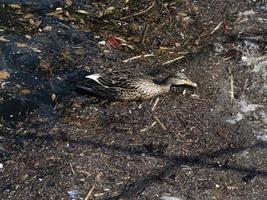 pato salvaje nadando en basura plástica mar de basura foto