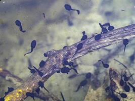 renacuajo de rana en un pantano foto