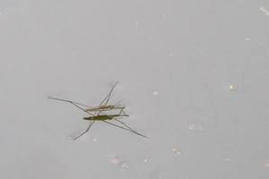 Gerridae Water bug pond skater jesus bug photo