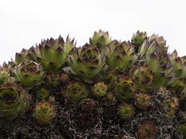 sempervivum tectorum plant photo