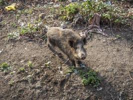 swine fever wild boar in Genoa town Bisagno river urban wildlife photo