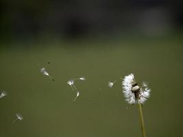 dandelion shower head seeds macro photo