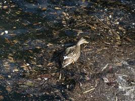 pato salvaje nadando en basura plástica mar de basura foto