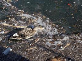 wild duck swimming in plastic rubbish garbage sea photo