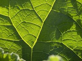 ficus leaf close up macro photo