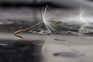 dandelion shower head seeds macro photo