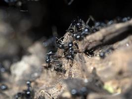 hormigas dentro del hormiguero en el bosque foto