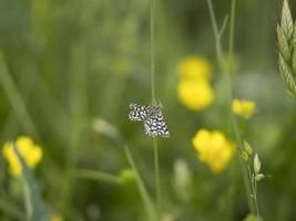 butterfly wheat insect close up macro photo