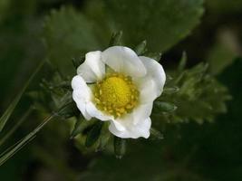 strawberry flower close up macro photo