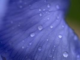 iris flower after the rain close up macro photo