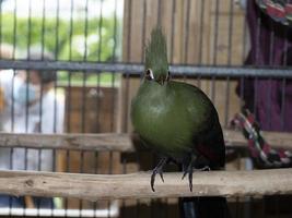african green parrot bird photo