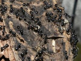 ants inside anthill in the wood photo