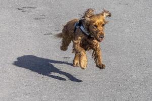 Puppy young dog English cocker spaniel while running photo