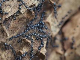 ants inside anthill in the wood photo