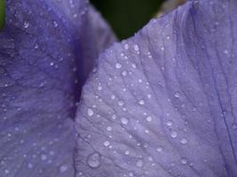 iris flor después de la lluvia cerrar macro foto