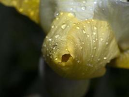 iris flower after the rain close up macro photo