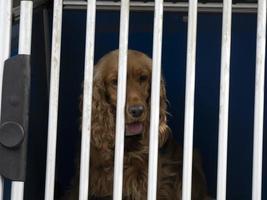 caged dog looking at you photo