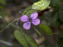 honestidad moonwort flor planta en italia papa monedas dinero foto