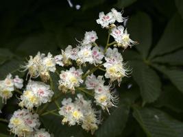 horse chestnut tree flower detail photo