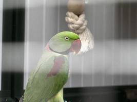 pájaro loro verde africano foto