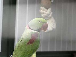 african green parrot bird photo