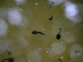 frog tadpole in a swamp photo