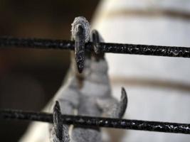 Cacatua paw bird in a cage photo