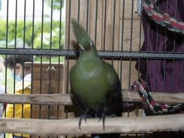 pájaro loro verde africano foto