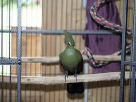 pájaro loro verde africano foto