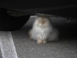 cat hiding under a car photo