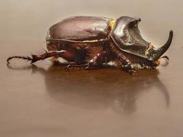 Rhino Scarab bug beetle insect photo