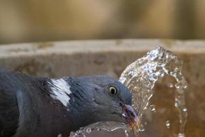 pigeon drinking water in a fountain photo