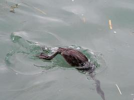 pájaro grebe mientras nada en el lago de garda foto