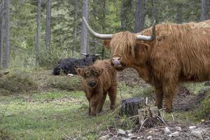 highlander escocia vaca peluda madre y bebé ternero recién nacido foto